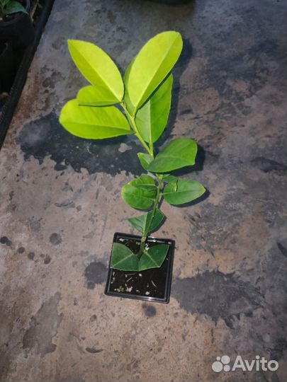 Лимон пандероза