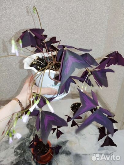 Кислица,оксалис