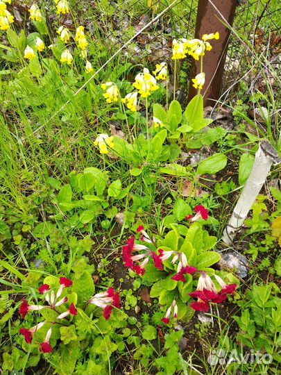 Первоцвет, примула