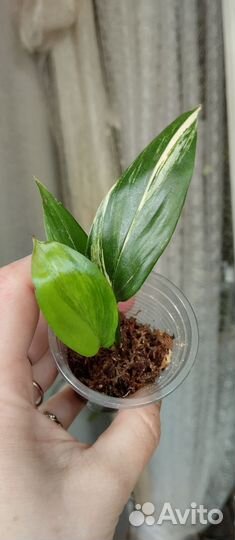 Сциндапсусы, эпипремнумы сортовые