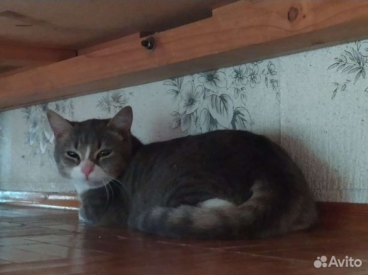 Молодая кошечка ищет дом