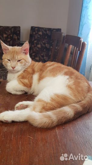Кошка