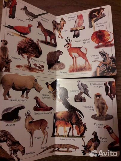 Картонные книги о животных (цена за 2 шт.)