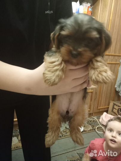 Йоркширский терьер щенки