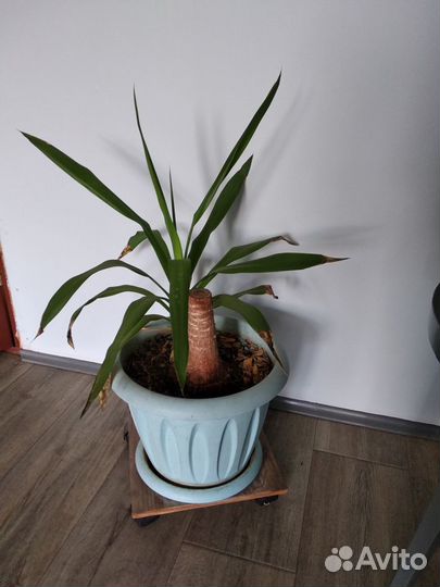 Комнатные цветы 3 штук