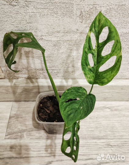 Монстера вариегатная Monstera Obliqua variegated