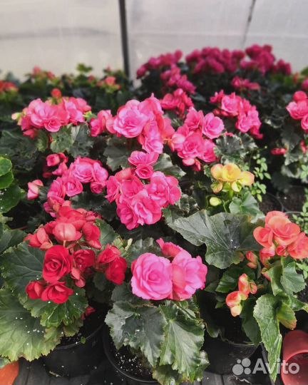 Рассада цветов