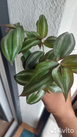 Традесканция Рео Голд