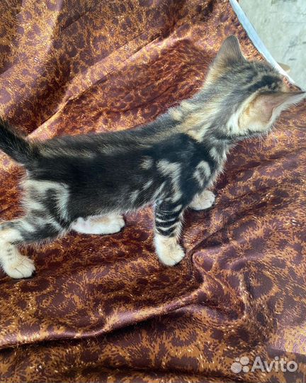 Бенгальская кошка