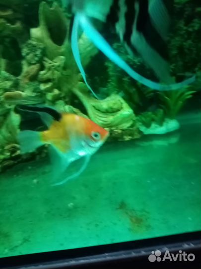Рыбки скалярии