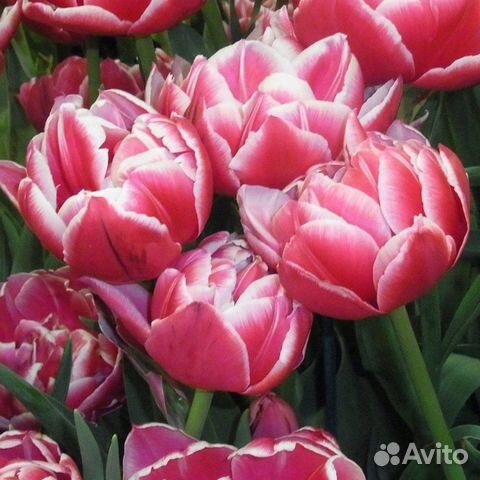 Рассада однолетних цветов