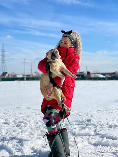 Шарпей метис в добрые руки