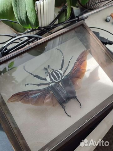 Жук Голиаф в рамке. Винтаж