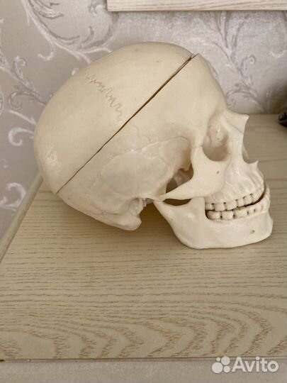 Череп анатомический