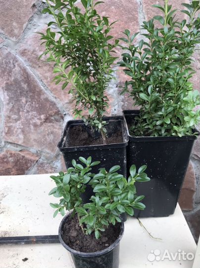 Саженцы самшита