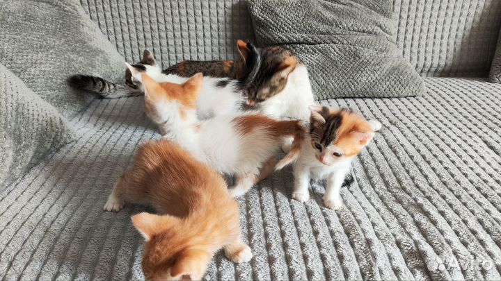 Отдам котят в добрые руки
