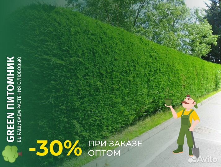 Туя Колумна 2,5 м