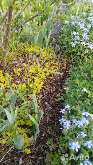 Продам цветы