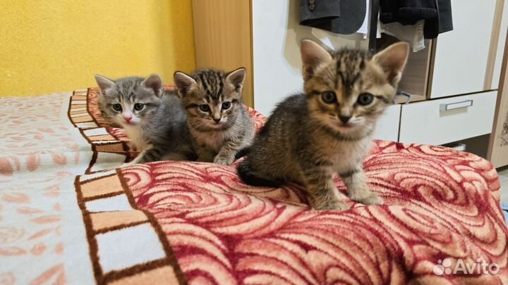 Отдам в добрые руки