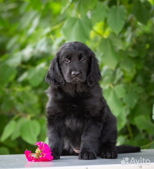 Ретривер Flat