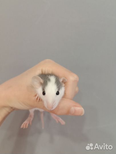 Крыса дамбо