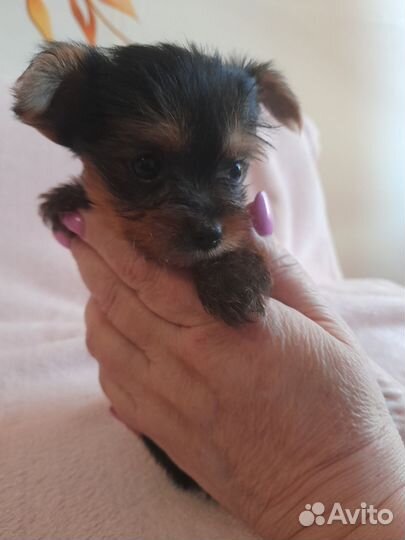 Йоркширский терьер щенки