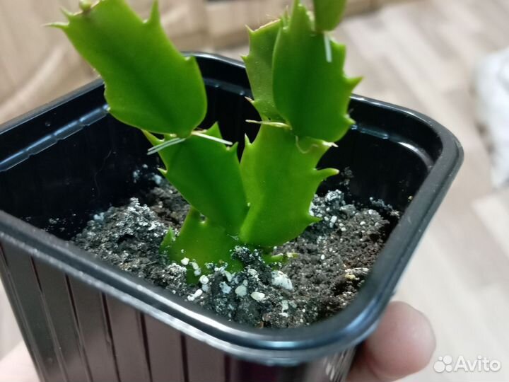 Декабрист шлюмбергера