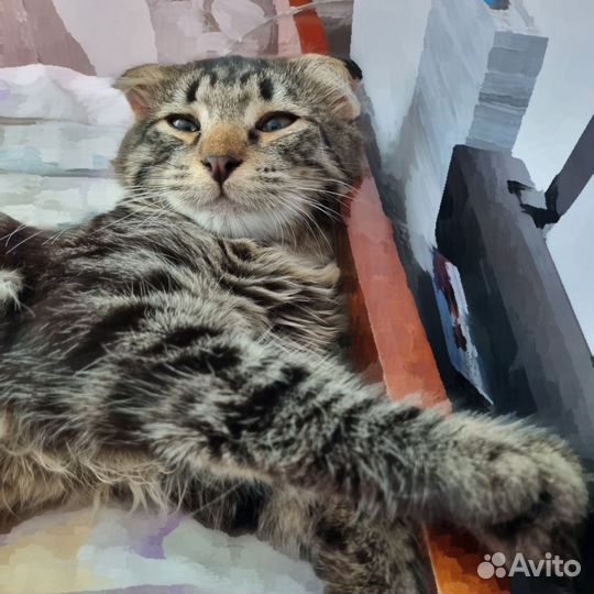 Вислоухий полосатый котик