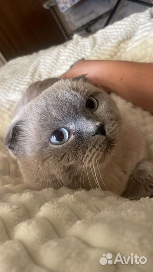 Шотландский кот вязка