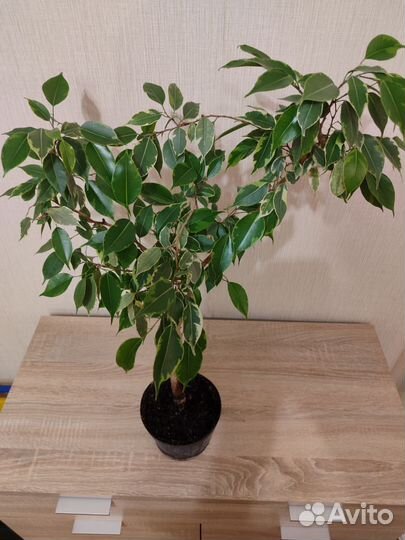 Фикус бенджамина пестролистный