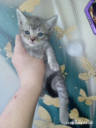 Котята Шотландские