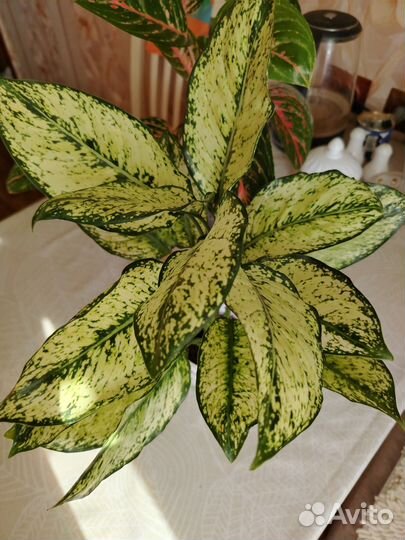 Комнатные цветы. Аглоунема