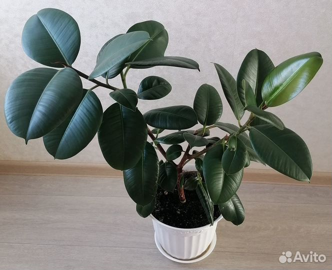 Фикус с горшком