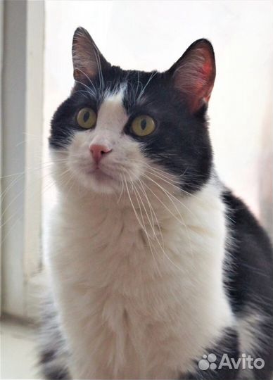 Видео+ Тоша. Кастрат