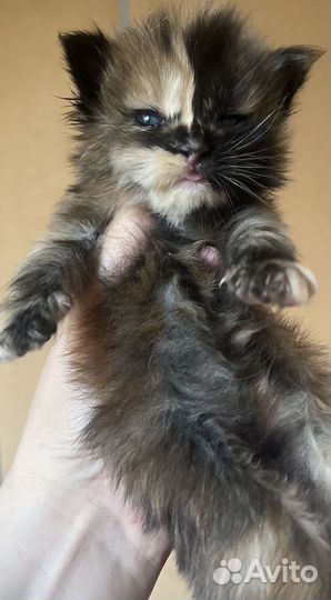 Мейн-кун девочки