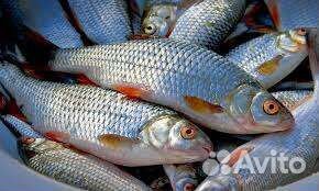 Рыба для вялки. Северная. Вылов 2024