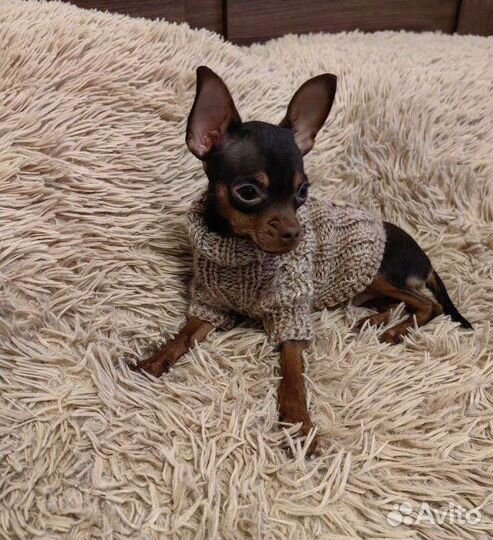 Одежда для мини-собак и кошек