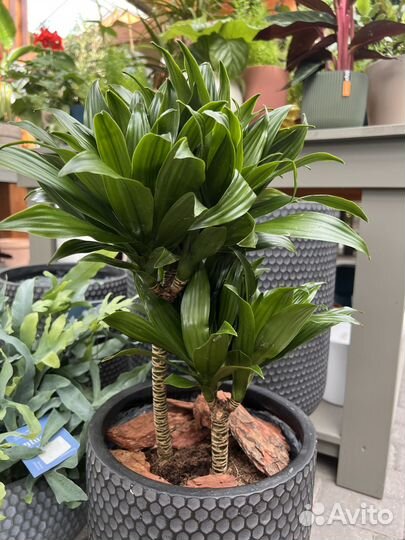 Драцена компакта. Драцена Маргината, Варнески