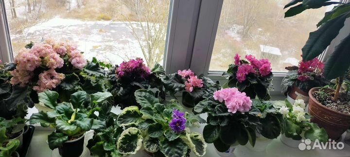 Фиалки сортовые