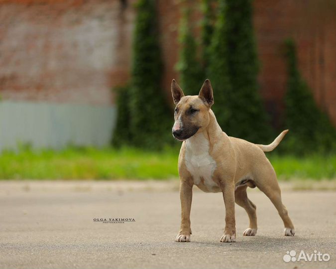 Бультерьер вязка