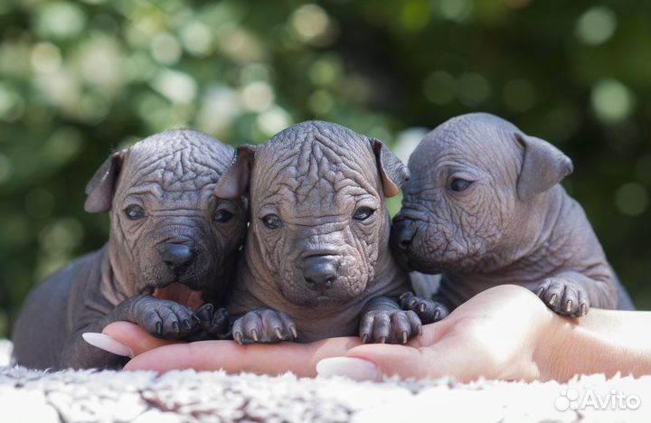 Ксолоитцкуинтли