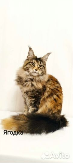 Мейн-кун N/N сертификат, Ягодка, f22