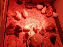 Цыплята несушки 1 месяц