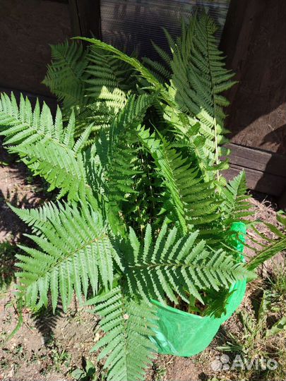 Папоротник садовый