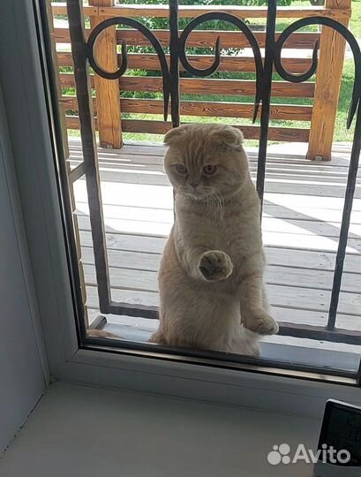 Шотландский вислоухий кот