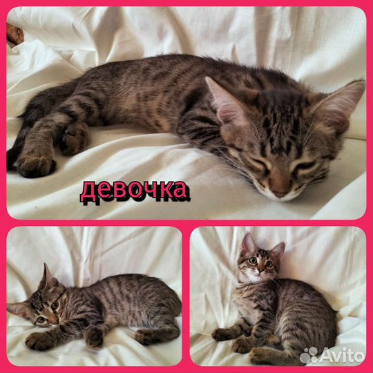 Кошка ласкушка