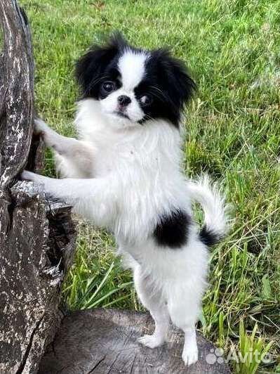 Японский хин девочка мини щенки