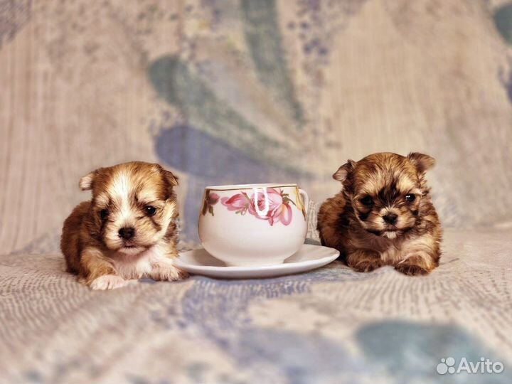 Супер кукольные мальтипу мини