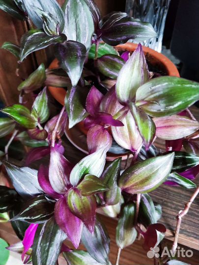 Традесканция Египетская