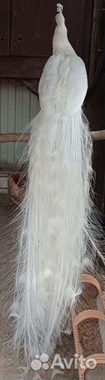 Павлин Белый